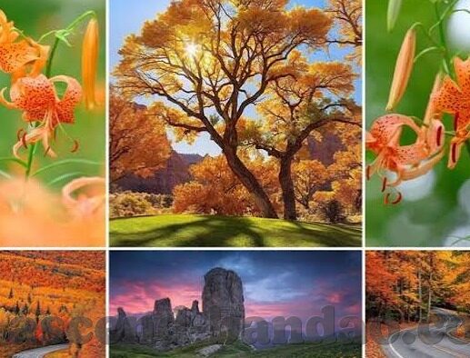 苹果手机怎么下载九游app-苹果手机如何下载九游APP
